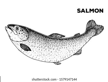 Salmon fish sketch. Hand drawn vector illustration. Seafood design element for packaging. Engraved style illustration. Can used for packaging design. Salmon fish label.