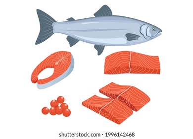 salmon fish and sliced of salmon fillet steak illustration. flat design illustration vector