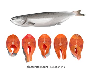 Salmon fish and steaks. Vector illustration isolated on white background