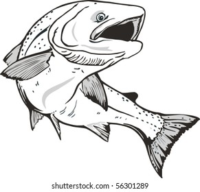  salmon fish. Trout