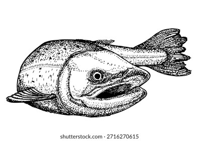 Salmon fish. Trout. Sketch of ink, isolated on white background. Hand drawn vector illustration