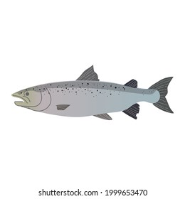 Salmon fish vector art isolated on white background.