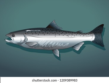 salmon fish vector illustration