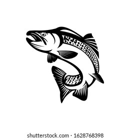 salmon fish. vector illustration of salmon fish