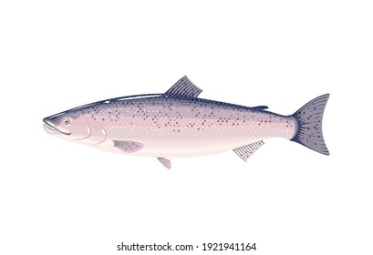 Salmon Fish. Vector Illustration Cartoon Flat Icon Isolated On White Background.