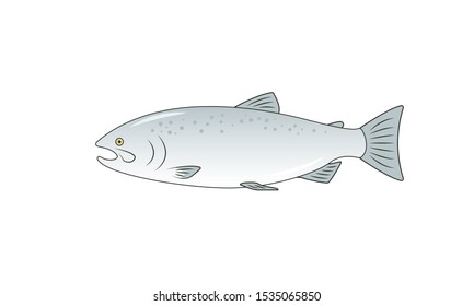 Salmon fish vector illustration. Flat cartoonish Atlantic salmon fish. Isolated on white. Perfect for menus, prints, cards.