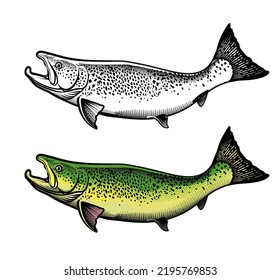 Salmon Fish - Vector Illustration. Logo Template.