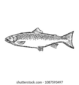 salmon fish vector illustration sketch doodle hand drawn with black lines isolated on white background