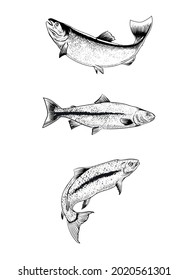 salmon fish vector line art