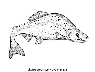 Salmon Fish Vector Pink Salmon Sketch Stock Vector (Royalty Free ...