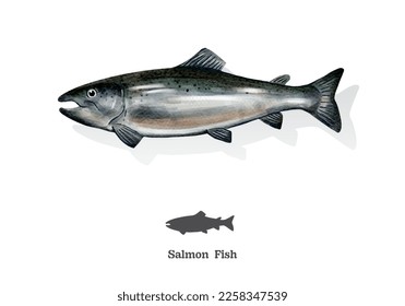 salmon fish watercolor sketch line art. vector illustration.
