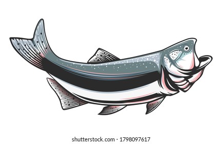 Salmon fishing  logo. Rainbow trout fish club emblem. Fishing theme illustration. Isolated on white.