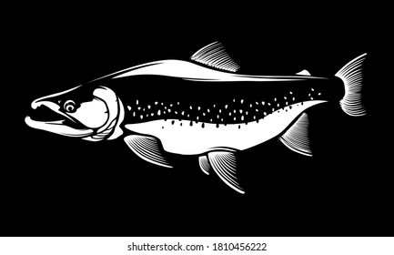 Salmon fishing  logo. Rainbow trout fish club emblem. Fishing theme illustration. Isolated on white.