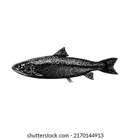 ilustración vectorial del dibujo de la mano del salmón aislada en fondo blanco