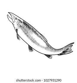 Salmon hand drawn seafood black and white illustration. Vector illustratin can be used for creating logo, emblem, prints, menu, web and other crafts