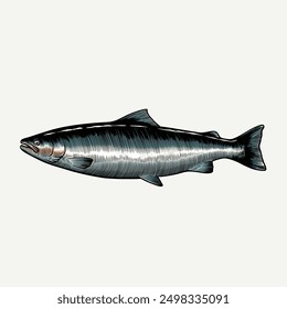 Salmon illustration. Vintage salmon drawing. Salmon fish vector illustration