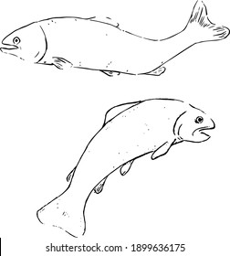 Salmon ink illustrations. Animals fish sketches group. Nature theme with simple textured style. Hand drawn vector artworks group. Minimal monochrome drawings collection. 