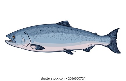 Salmon isolated on a white background. Color vector illustration of a fish.