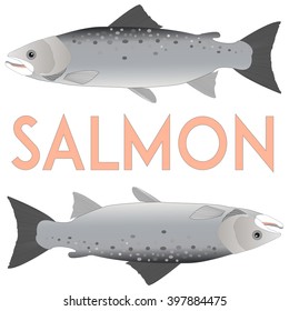 Salmon isolated on white. Minimal flat cool vector illustration. Raw fresh seafood. 