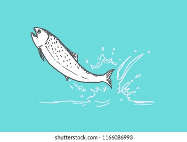 Salmon leaps from water hand drawn artwork. Editable Clip Art.