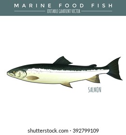 Salmon. Marine Food Fish