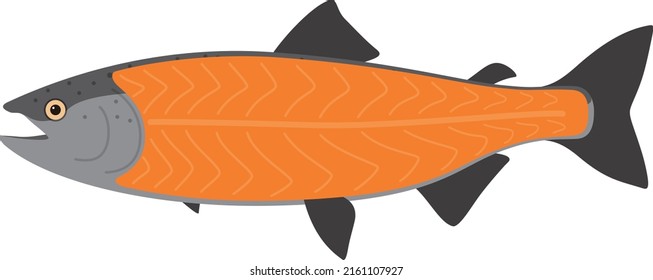 Salmon meat, seafood raw part, vector illustration