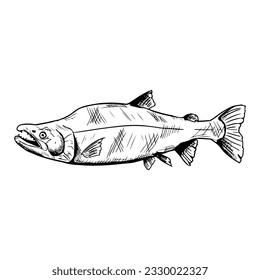 Salmon on a white background. Vector illustration. Isolated. Hand-drawn style.