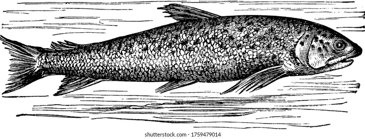 Lachs ist ein feiner Fisch, der im Süßwasser, in der Zeichnung von Vintage-Linien oder in Graviergrafik vorkommt.
