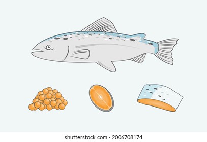 Salmón, pescado rojo, filetes y filete crudos, ilustración vectorial aislada en fondo blanco.
