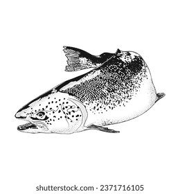 Salmon. Retro engraving. Vector illustration