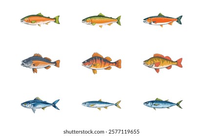 salmon, rockfish, sardine hand drawn with three style