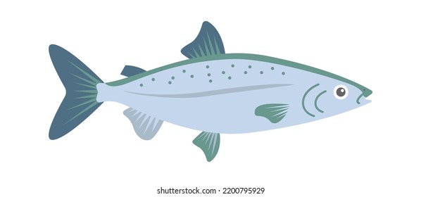 Salmon Sea Fish. Vector illustration