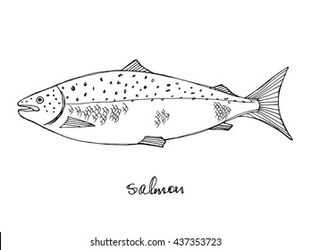 Salmon. Seafood design elements. Seafood / fish menu, poster, label etc. Hand drawn ink sketch illustration. Vector illustration