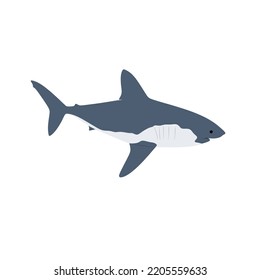 The Salmon Shark, Lamna Ditropis Is One Species Of Mackerel Shark That Can Be Found In Northern Pacific Ocean. This Shark Has A Short, Compressed Body With A Short, Cone-shaped Snout.