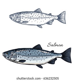 Salmon Sketch Vector Fish Icon. Isolated Sea Humpback Or Pink Salmon Or Trout Fish Species. Isolated Symbol For Seafood Restaurant Sign Or Emblem, Fishing Club Or Fishery Market.