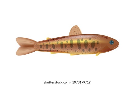 Salmon smolt on white background flat vector illustration