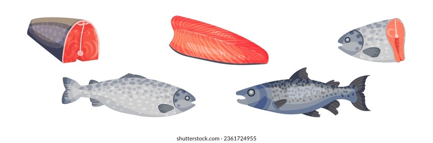 Salmon or Trout Fish Red Flesh as Seafood Product Vector Set