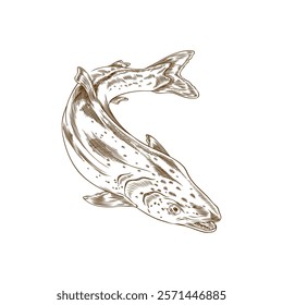 Salmon or trout fish vector engraved hand drawn illustration. Sea or ocean fauna wildlife. Sea food, natural delicacy product, healthy cook ingredient ink sketch isolated on white background