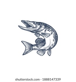 Salmon or trout grayling whitefish isolated monochrome sketch. Vector underwater animal, salmon hand drawn. Trout, char, grayling and whitefish in jump, fishing sport trophy, jumping fish