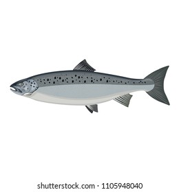 salmon vector drawing