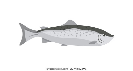 Salmon vector illustration. Cartoon isolated marine fish, fresh healthy seafood for protein food menu of gourmet restaurant and shop or market, simple one salmon from catch in sea or ocean water