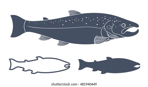 Salmon vector illustration. Isolated salmon on white background