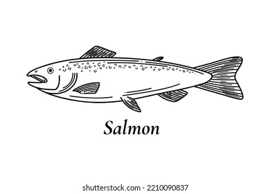 Salmon vector sketch. Hand drawn vector illustration of fish isolated on white background. Retro style