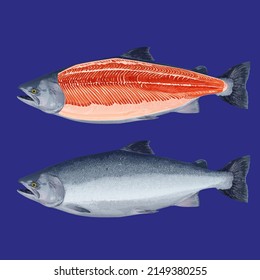 Salmon whole red fish, raw steaks and fillet, vector illustration isolated on  background. 