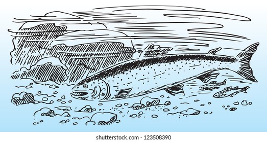 Salmon in the wild, river bottom. Vector illustration.