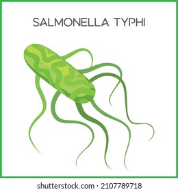 Salmonella Typhi Typhoid Bacteria Vector. Typhoid Bacteria S Typhi Vector Illustration. Bacteria Causing Of Typhoid Diagram. Typhoid Fever Germ.