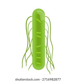 Ilustración vectorial por Salmonella Typhi. Estructura de Salmonella Typhi