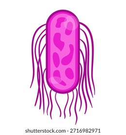 Ilustración vectorial por Salmonella Typhi. Estructura de Salmonella Typhi