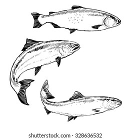 Salmons. Vector Illustration
