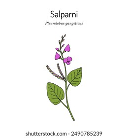 Salparin, oder Sal Leaved Desmodium (Pleurolobus gangeticus), Heilpflanze. Handgezeichnete botanische Vektorillustration